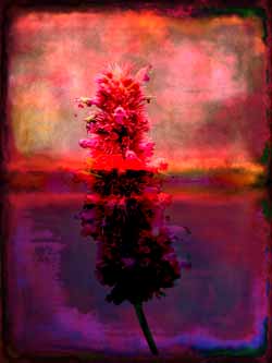 2019-09-27 Duftnessel 01-01 60x80cm Tinte auf Hahnemühlepapier